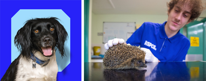 RSPCA charity - Hands On Payroll Giving RSPCA charity - Hands On Payroll Giving